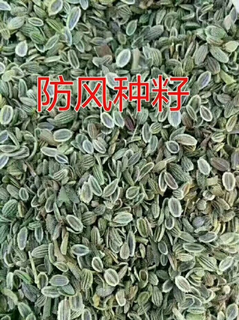 滇重楼苗2年
