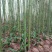 原产地山上现采野生吉祥草，也叫观音草，纯野生，成活率高