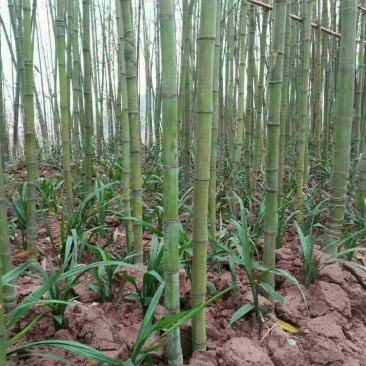 原产地山上现采野生吉祥草，也叫观音草，纯野生，成活率高