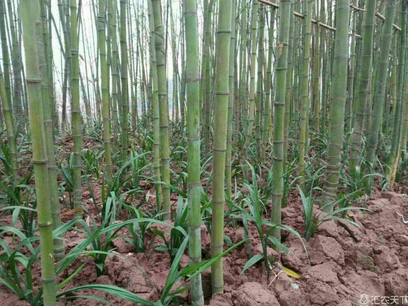 原产地山上现采野生吉祥草，也叫观音草，纯野生，成活率高