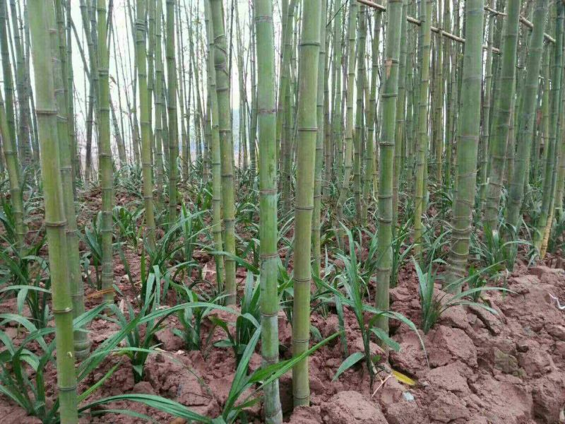原产地山上现采野生吉祥草，也叫观音草，纯野生，成活率高