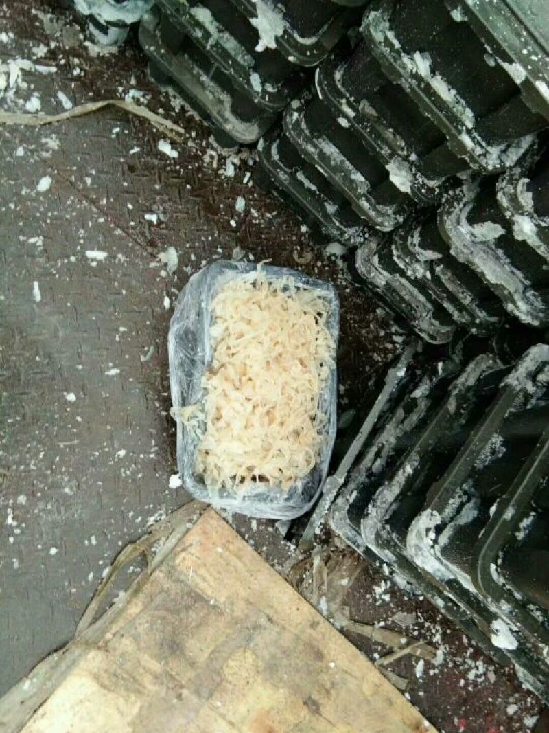 海蜇食用鲜活