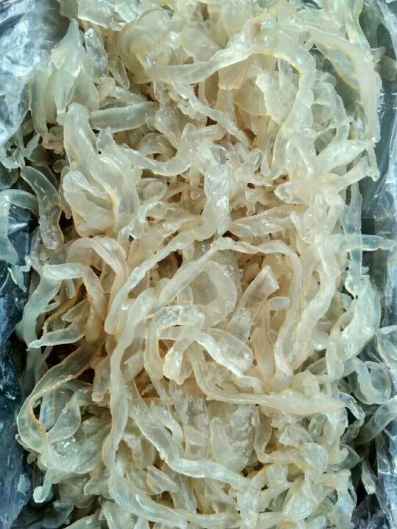 海蜇食用鲜活