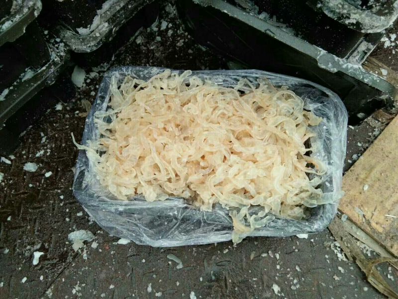海蜇食用鲜活