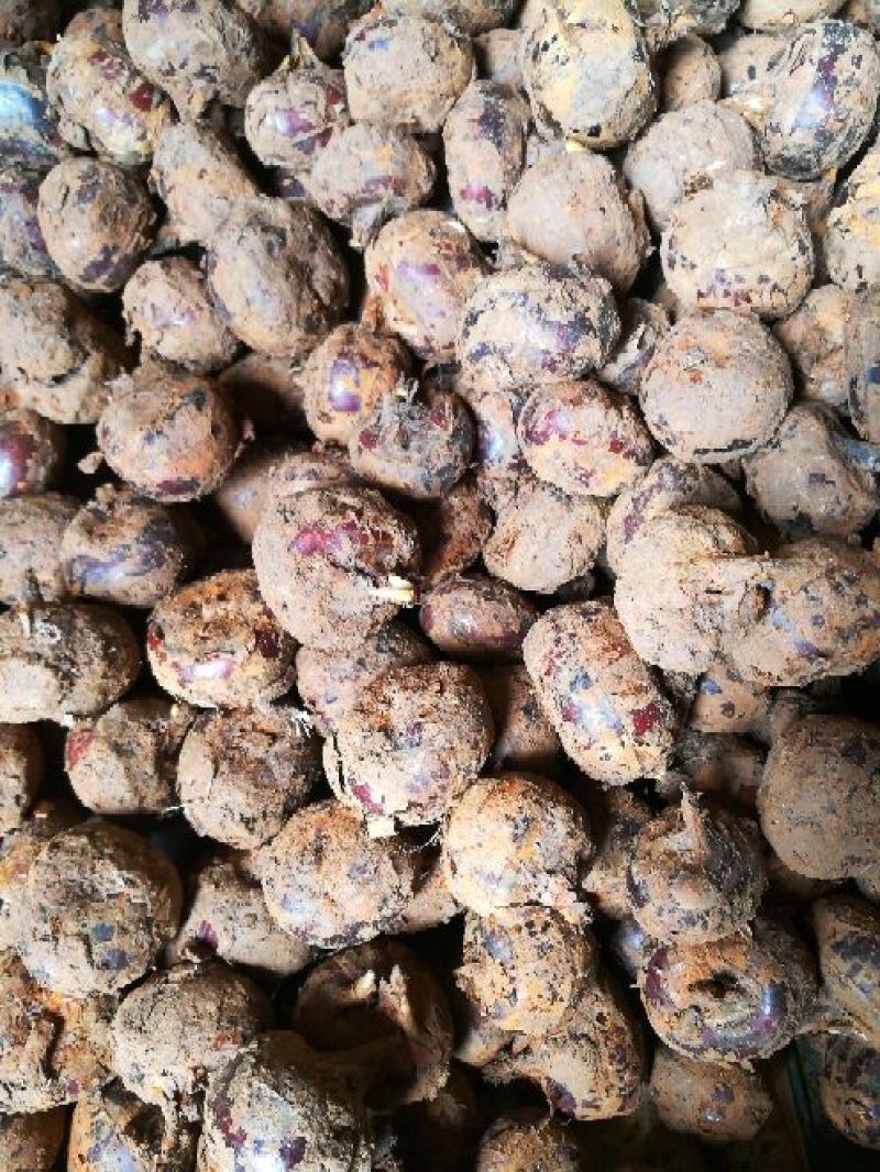 【实力供应】珍珠马蹄大号带泥荸荠量大从优海量货源