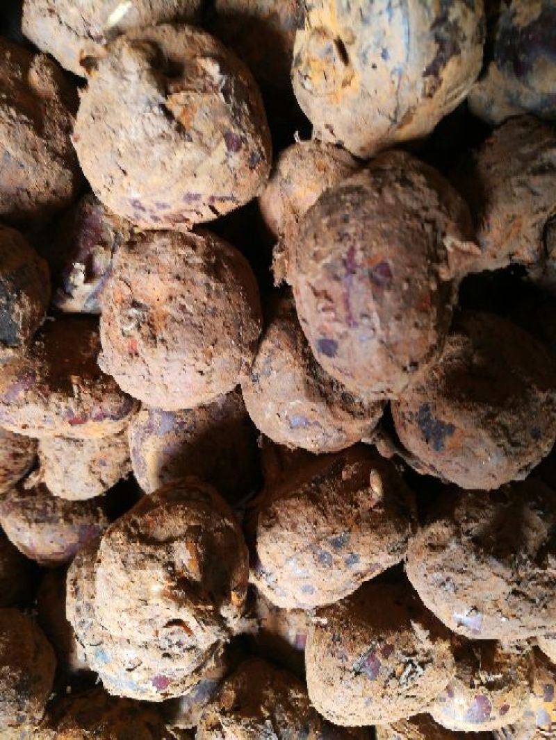 【实力供应】珍珠马蹄大号带泥荸荠量大从优海量货源