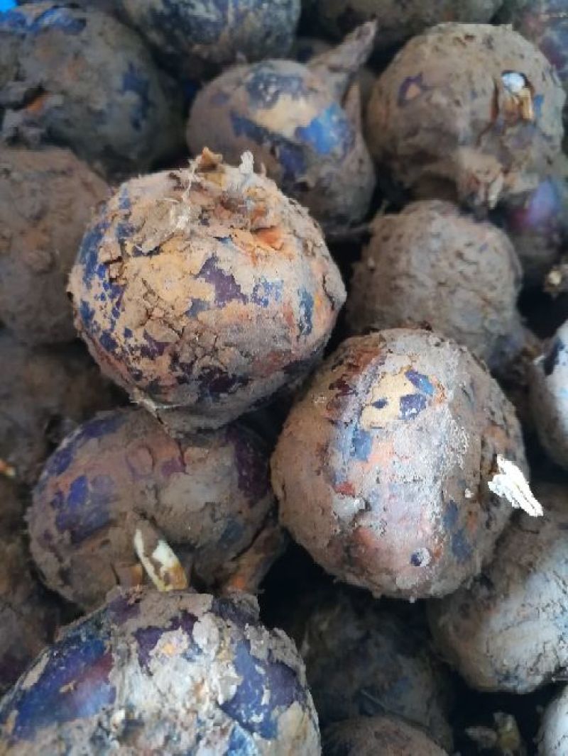 【实力供应】珍珠马蹄大号带泥荸荠量大从优海量货源