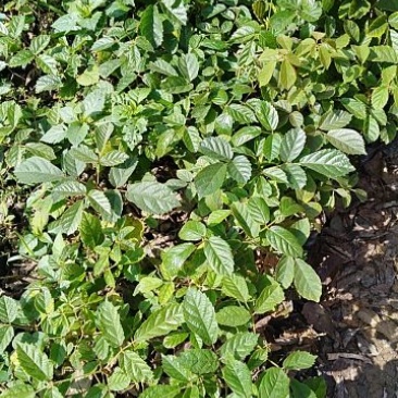 黄花风铃木10cm~100cm