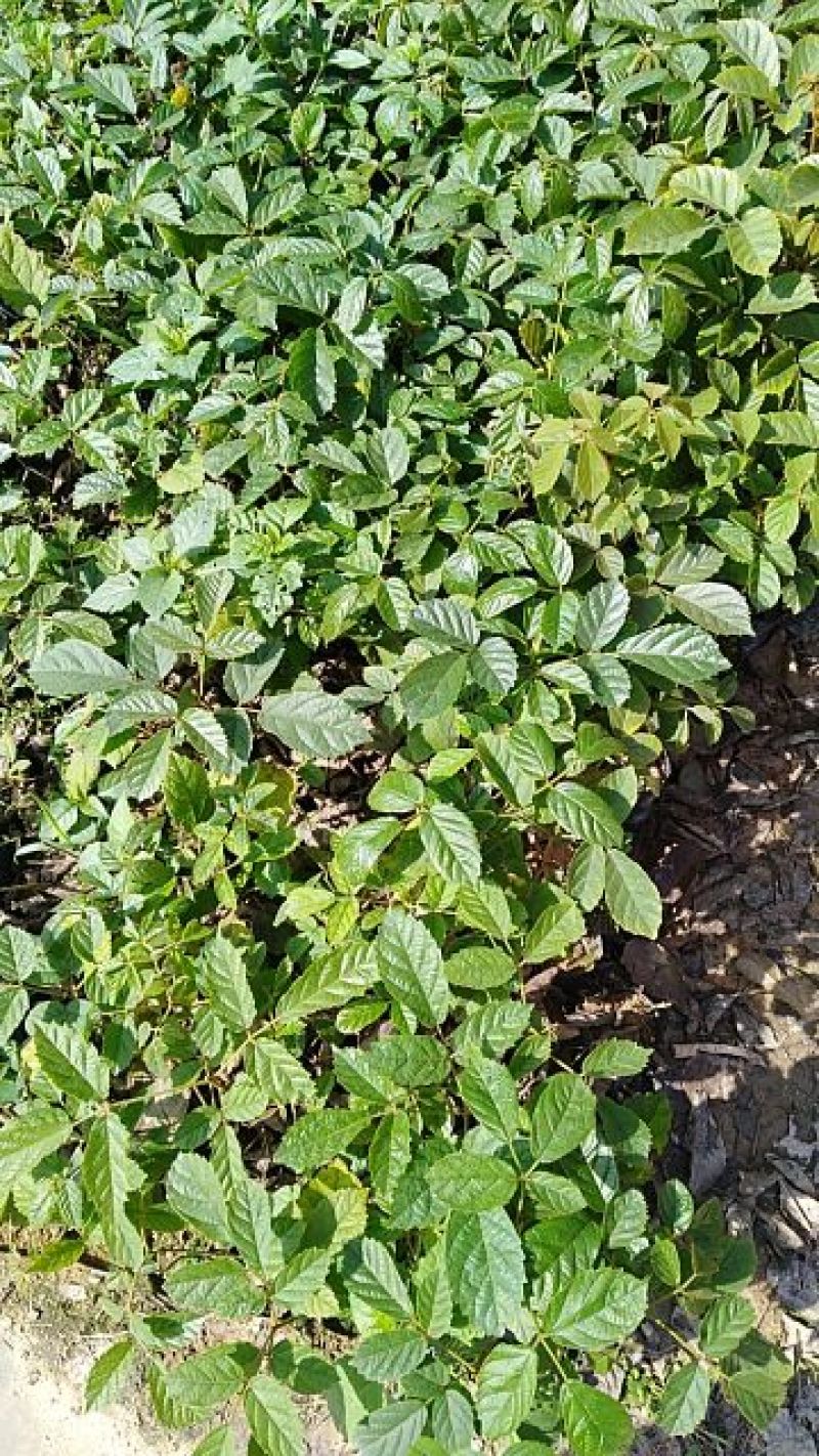 黄花风铃木10cm~100cm