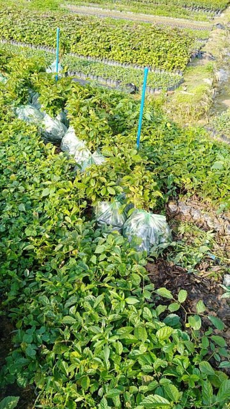 黄花风铃木10cm~100cm