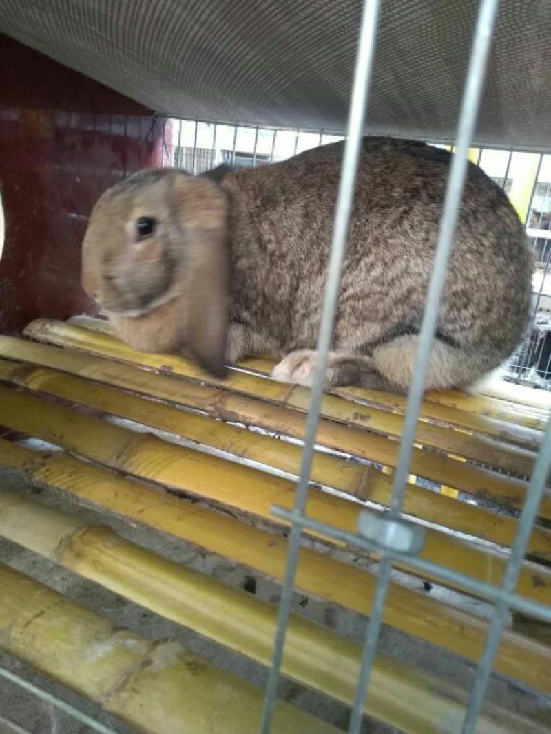 肉兔3~5斤种兔