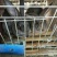 肉兔3~5斤种兔