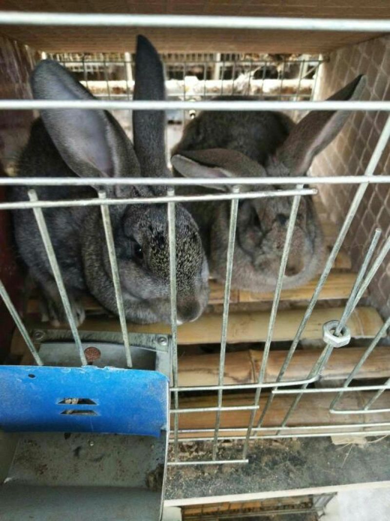 肉兔3~5斤种兔