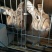 肉兔3~5斤种兔