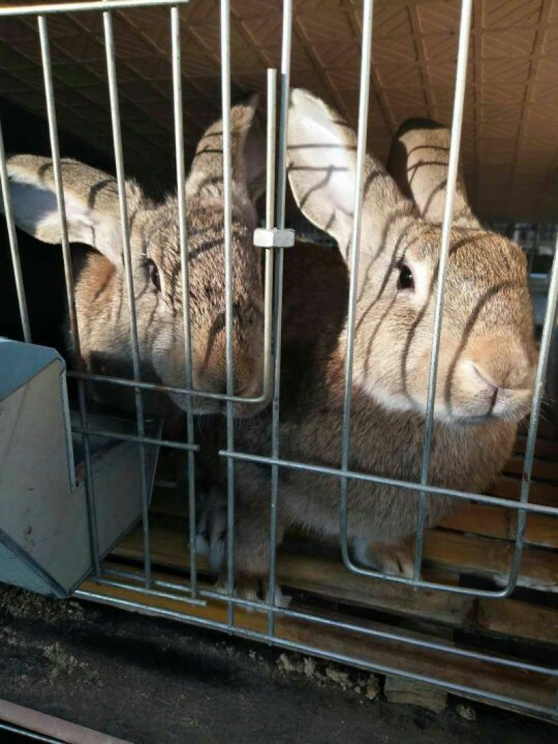 肉兔3~5斤种兔