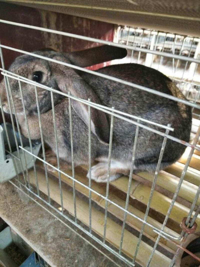 肉兔3~5斤种兔