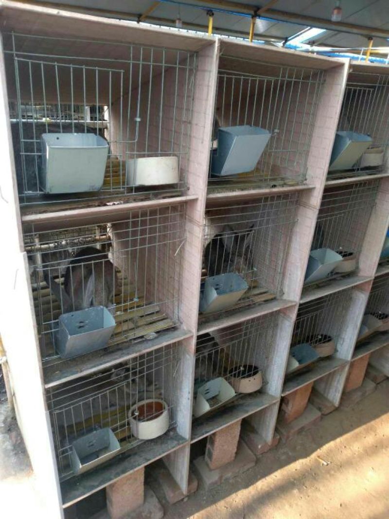 肉兔3~5斤种兔