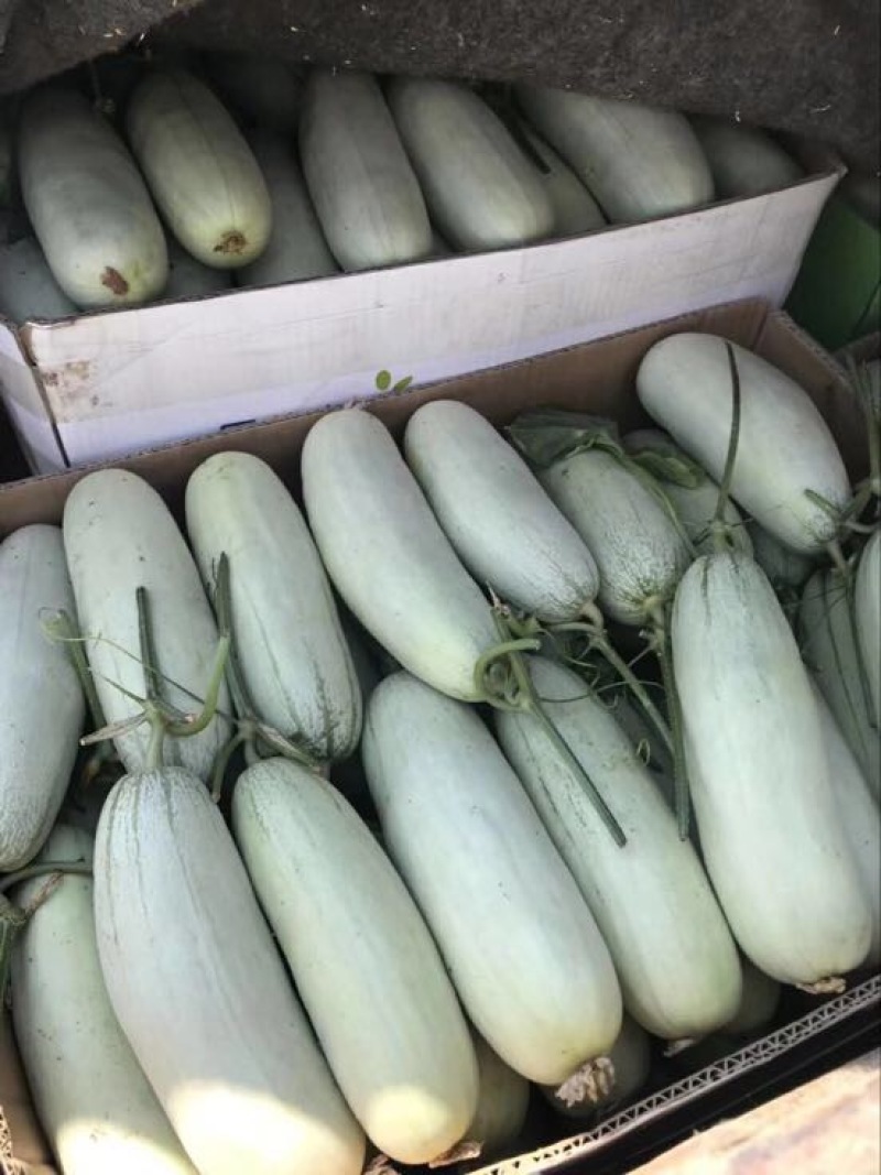 羊角蜜甜瓜0.5斤以上，脆甜爽口。支持一件代发