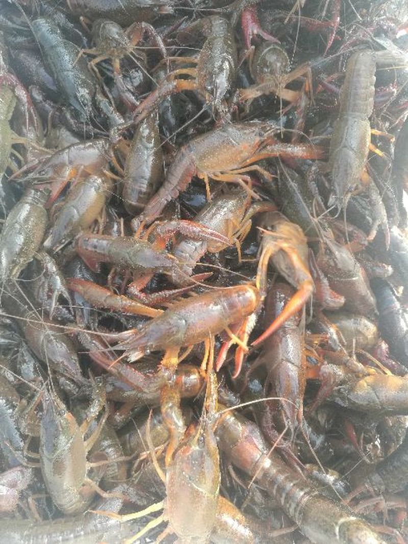 [推荐]精品潜江清水小龙虾纯青活虾，一手货源，运输死包赔