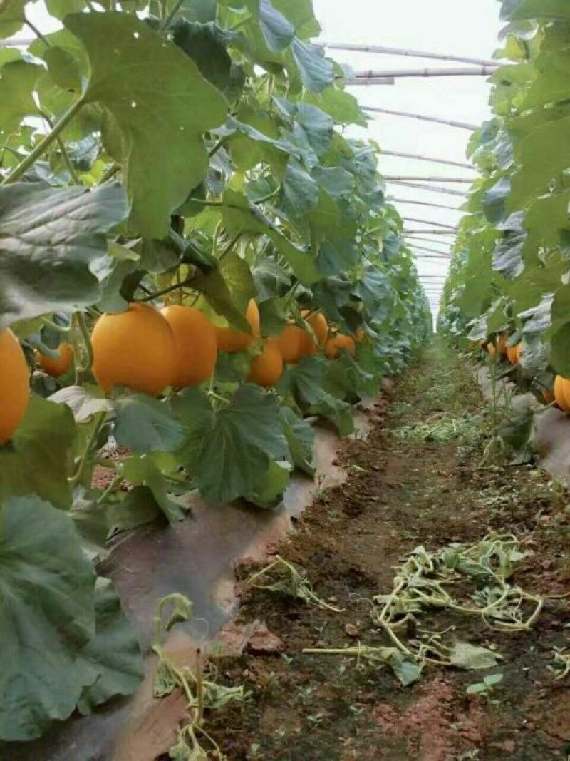 香瓜2.5斤以上