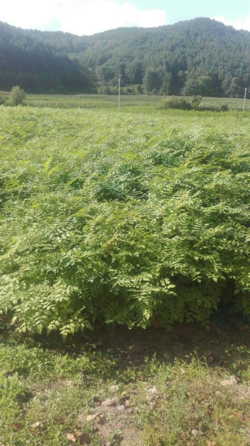辽宁本溪苗木基地直发刺嫩芽苗，刺老芽苗，乌龙头苗