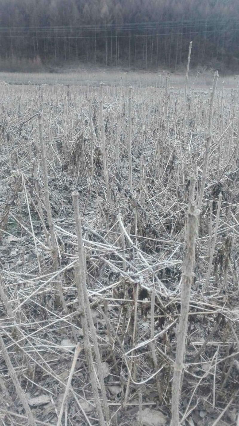 辽宁本溪苗木基地直发刺嫩芽苗，刺老芽苗，乌龙头苗