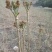 辽宁本溪苗木基地直发刺嫩芽苗，刺老芽苗，乌龙头苗