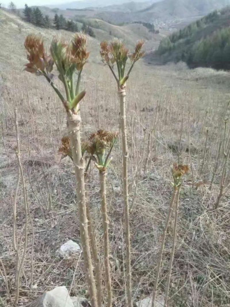 辽宁本溪苗木基地直发刺嫩芽苗，刺老芽苗，乌龙头苗