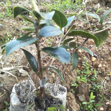 长林油茶苗18公分以上