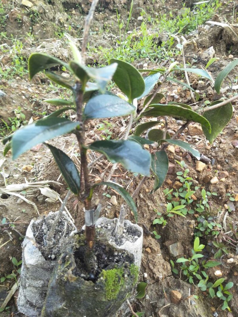 长林油茶苗18公分以上