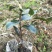 长林油茶苗18公分以上