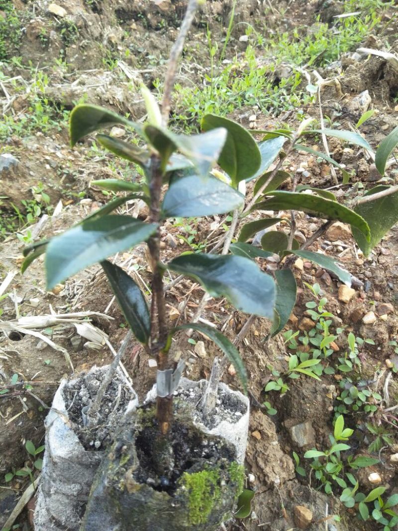 长林油茶苗18公分以上