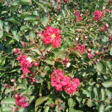 百日红小苗50~60cm