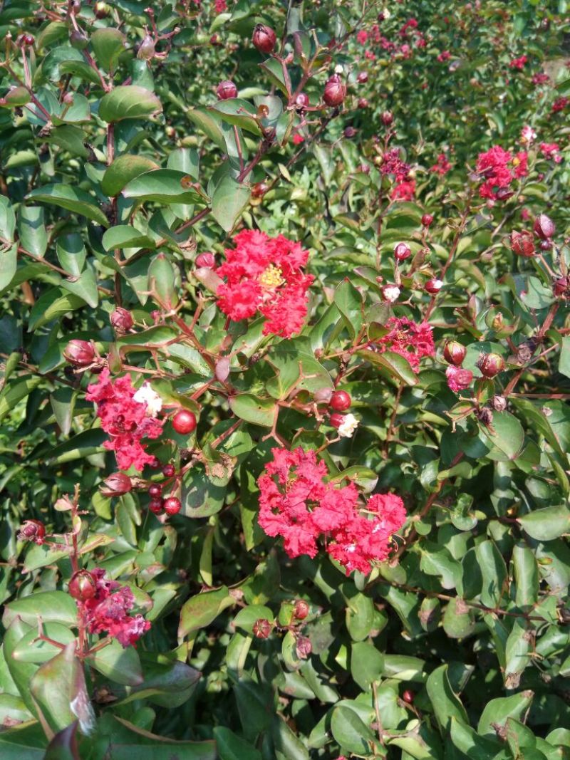 百日红小苗50~60cm