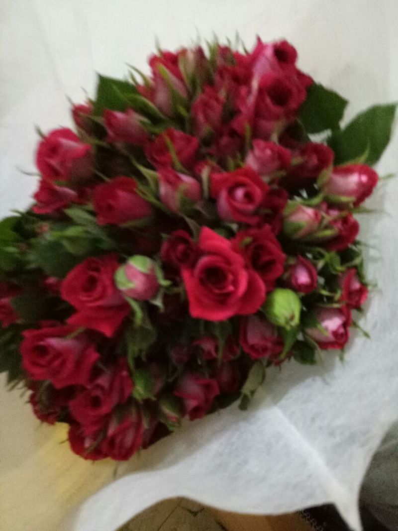 玫瑰鲜切花波塞尼娜