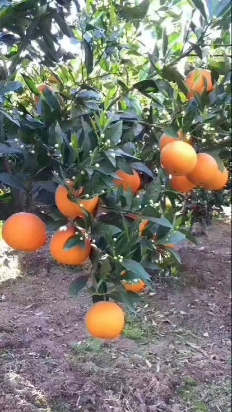 伦晚脐橙产地一手货源发货现定现采诚信经营