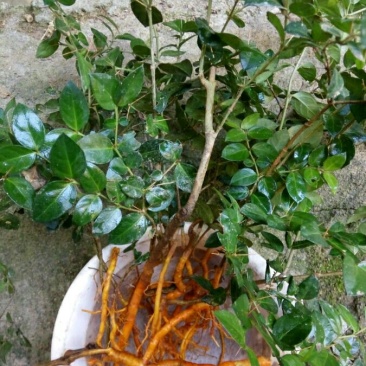 绣花针，虎刺，鸟不宿苗，细根须发达。