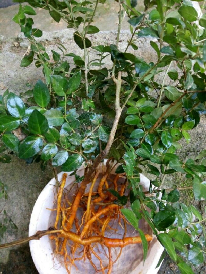 绣花针，虎刺，鸟不宿苗，细根须发达。