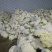 有机花/白面青梗松花菜2~3斤散花乳白