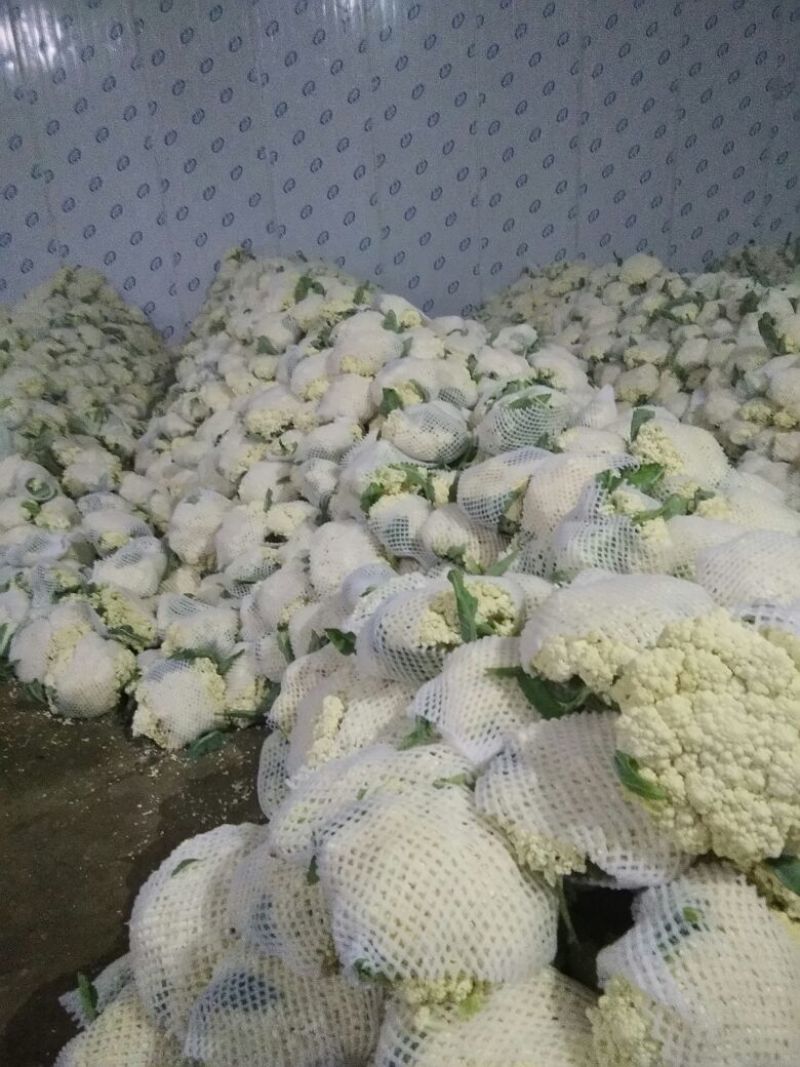 有机花/白面青梗松花菜2~3斤散花乳白