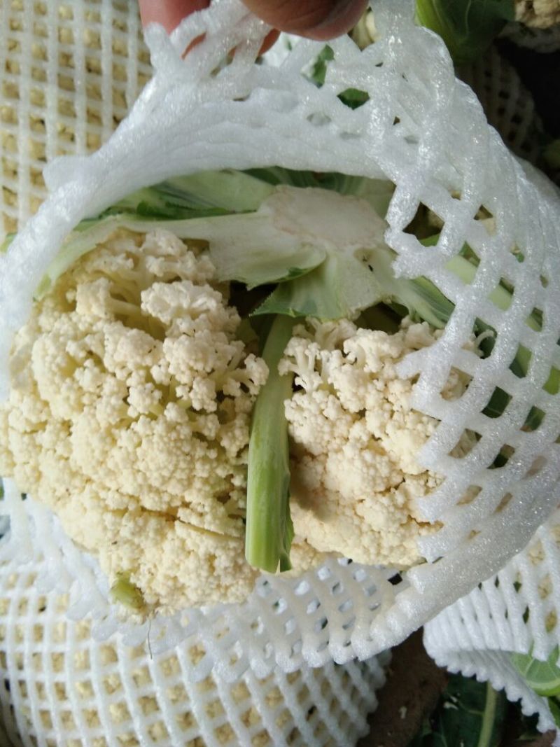 有机花/白面青梗松花菜2~3斤散花乳白