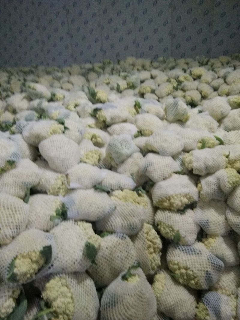 有机花/白面青梗松花菜2~3斤散花乳白