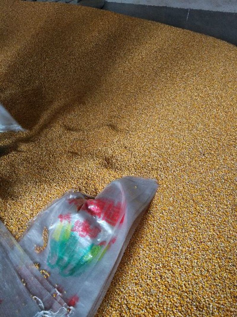 玉米，河南优质黄玉米，量大价格优惠，代办火车运输