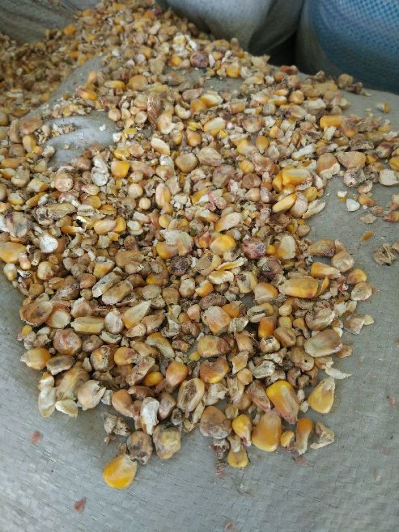 碎玉米，次玉米，，代办火车运输，量大价格优惠，