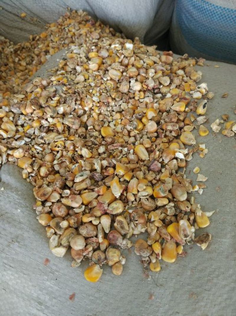碎玉米，次玉米，，代办火车运输，量大价格优惠，