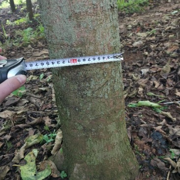 秋枫10~20cm