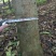 秋枫10~20cm