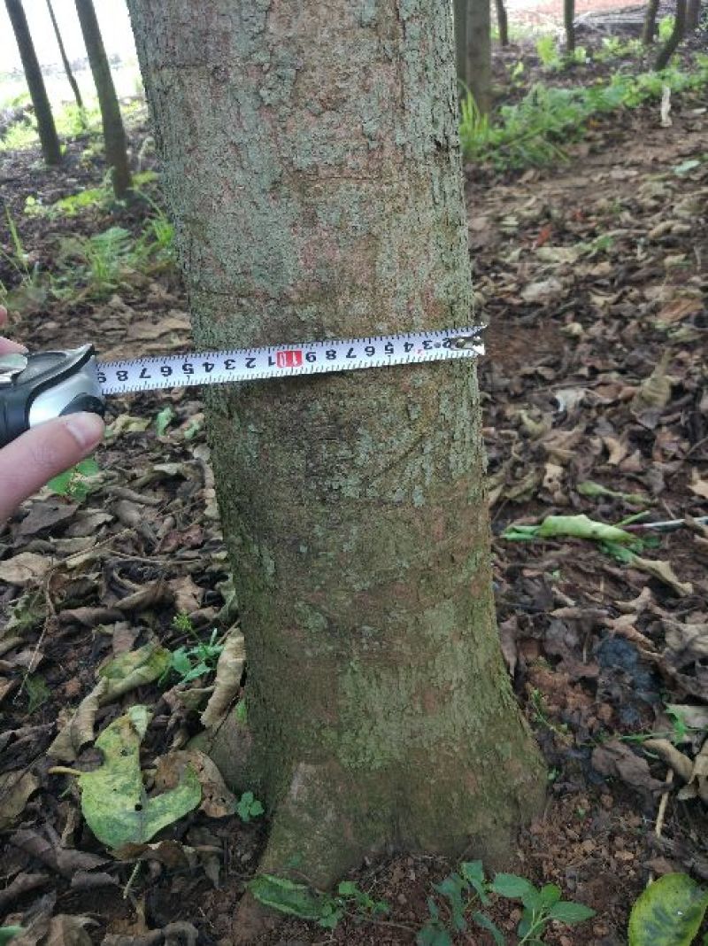秋枫10~20cm