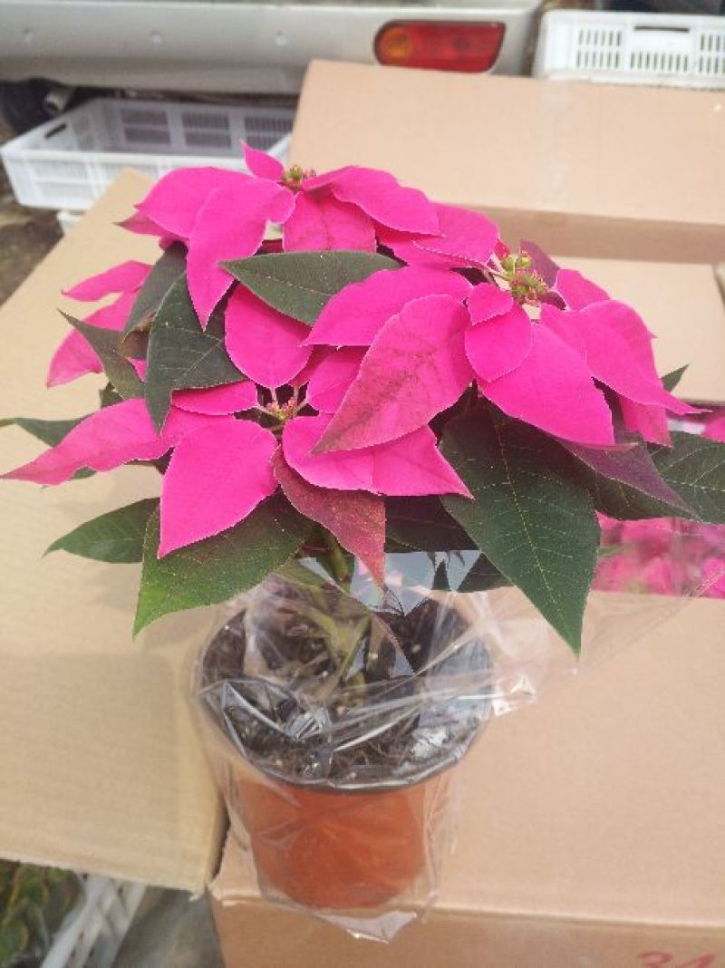 康乃馨花色鲜艳，多颜色价格合理发货及时