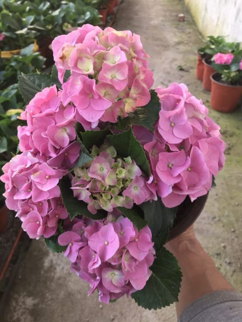 康乃馨花色鲜艳，多颜色价格合理发货及时
